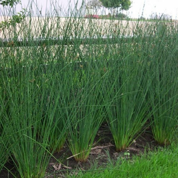 Juncus Javelin Seed Discount - Image 2