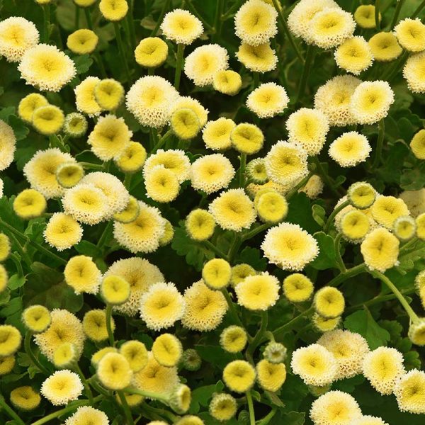Matricaria Vegmo Snowball Seed Supply