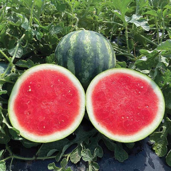 Watermelon Nectaro F1 Seed Online Hot Sale