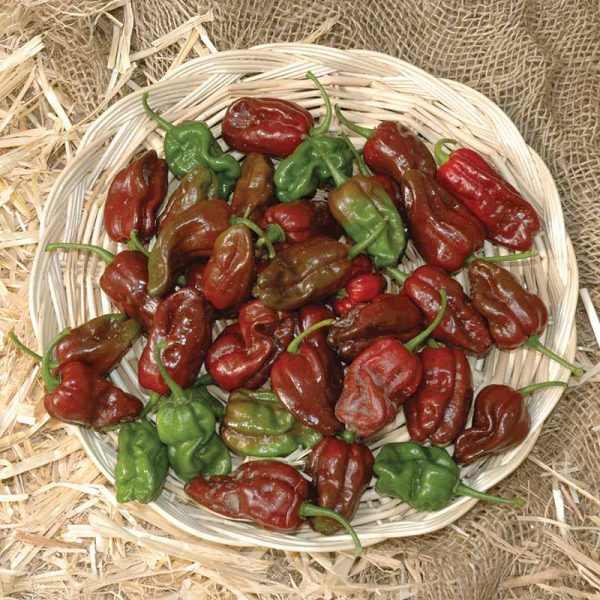 Pepper Chocolate Habanero Seed Discount