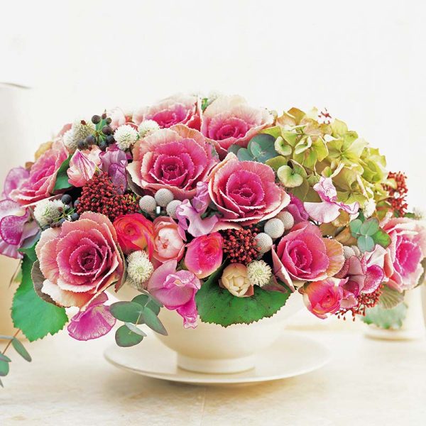 Ornamental Kale Crane Pink F1 Seed Fashion - Image 4