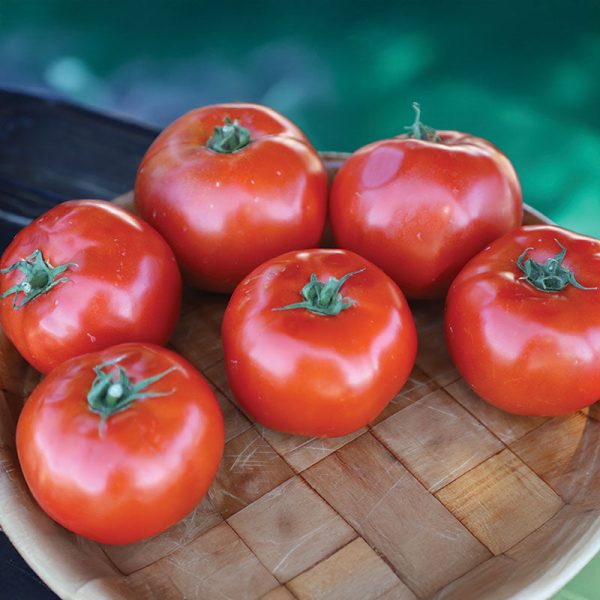 Tomato Red Snapper F1 Seed For Cheap - Image 2