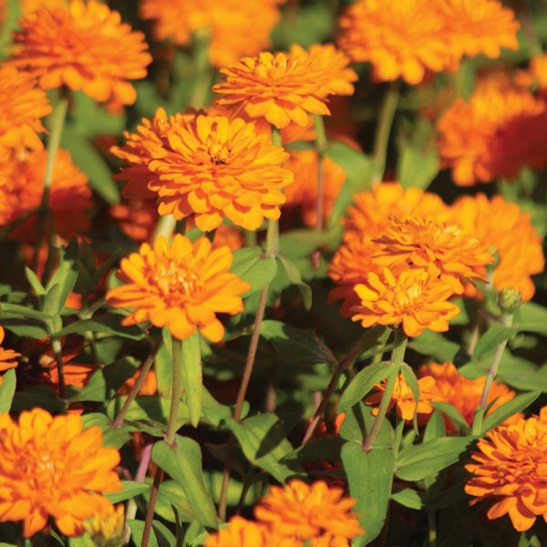 Zinnia Zahara Double Bright Orange Seed For Cheap - Image 4