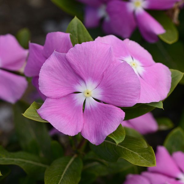 Vinca Valiant Mix F1 Seed Online - Image 4