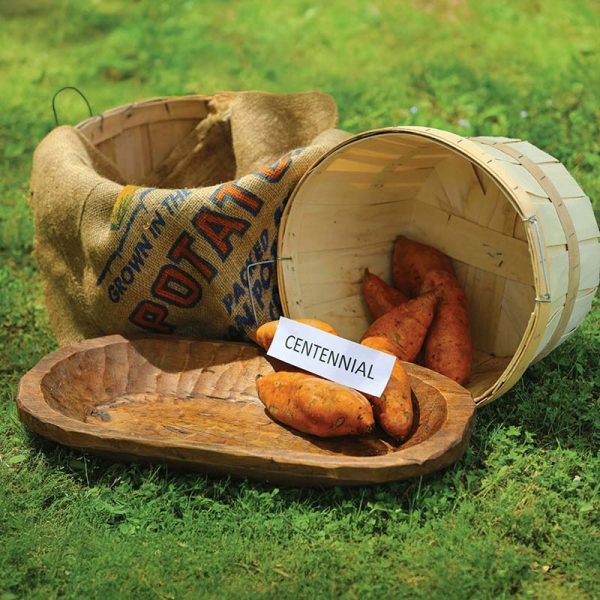 Sweet Potato Centennial For Discount