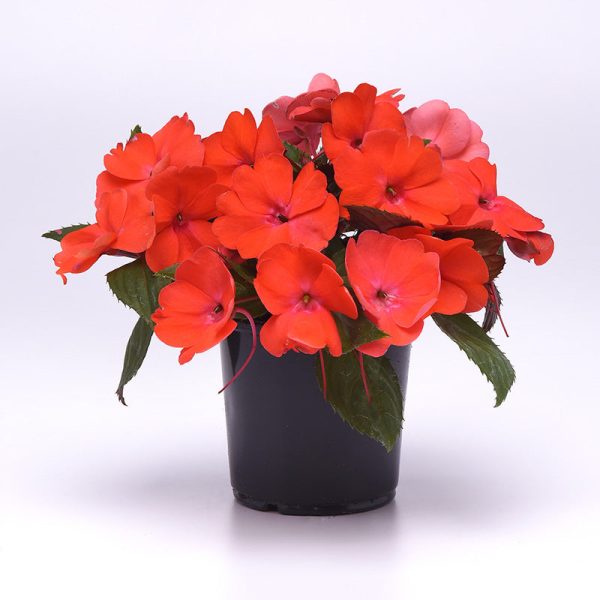 Impatiens Solarscape Orange Burst F1 Seed Supply - Image 5
