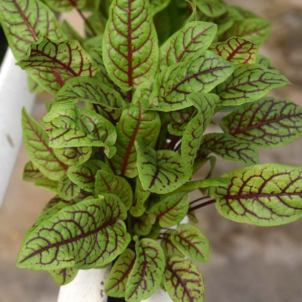 Sorrel Blood-Veined Seed Online now - Image 3