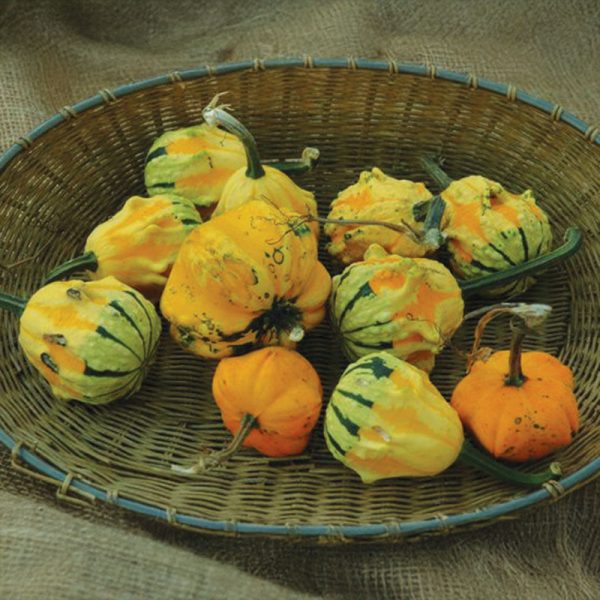Gourd Daisy Seed Online Sale - Image 3