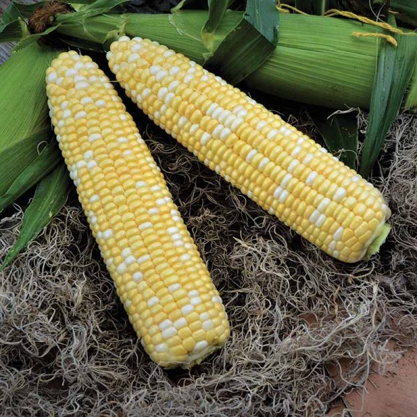Sweet Corn Troubadour XR F1 Seed on Sale