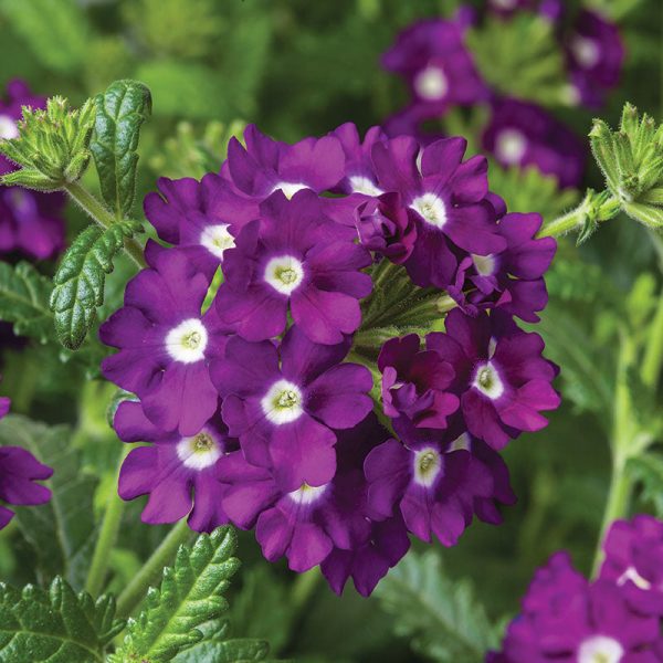 Verbena Obsession™ Cascade Purple Shades w Eye Seed Online Sale