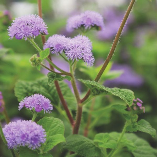 Ageratum Blue Planet F1 Seed Supply - Image 3