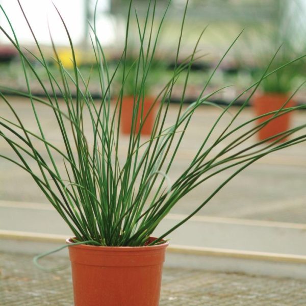 Juncus Javelin Seed Discount