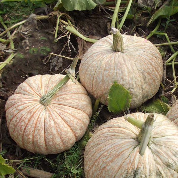 Pumpkin One Too Many Seed Online - Image 3