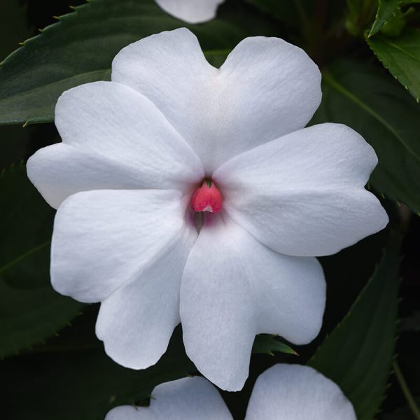 Impatiens Solarscape White Shimmer F1 Seed Online Hot Sale - Image 2