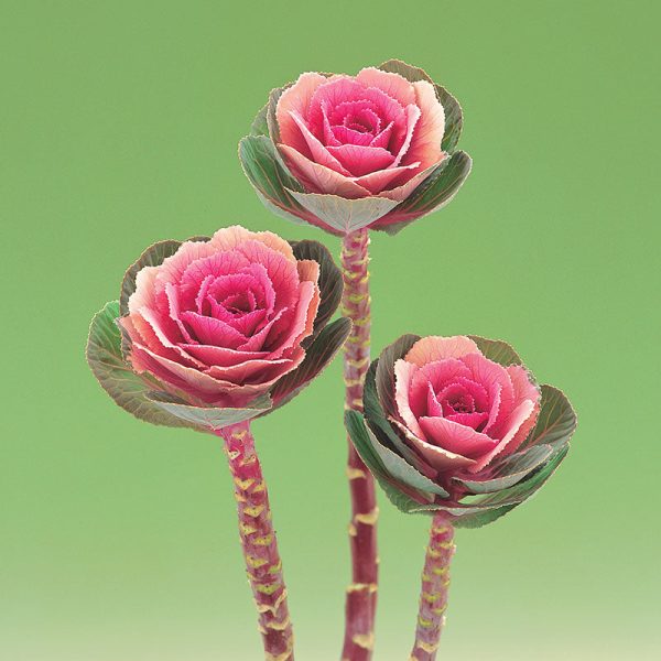 Ornamental Kale Crane Pink F1 Seed Fashion - Image 3