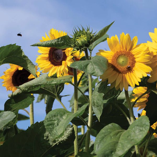 Sunflower Special Cut Flower Mix Seed Online Hot Sale - Image 2