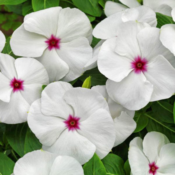 Vinca Pacifica XP Polka Dot Seed Online Sale