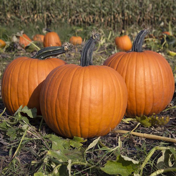 Pumpkin Olympus F1 Seed Online Hot Sale