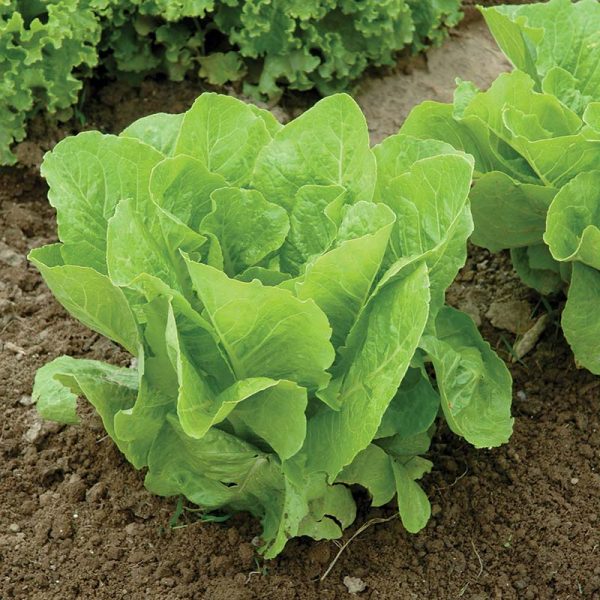 Lettuce Super Jericho MTO Seed Online Sale - Image 2