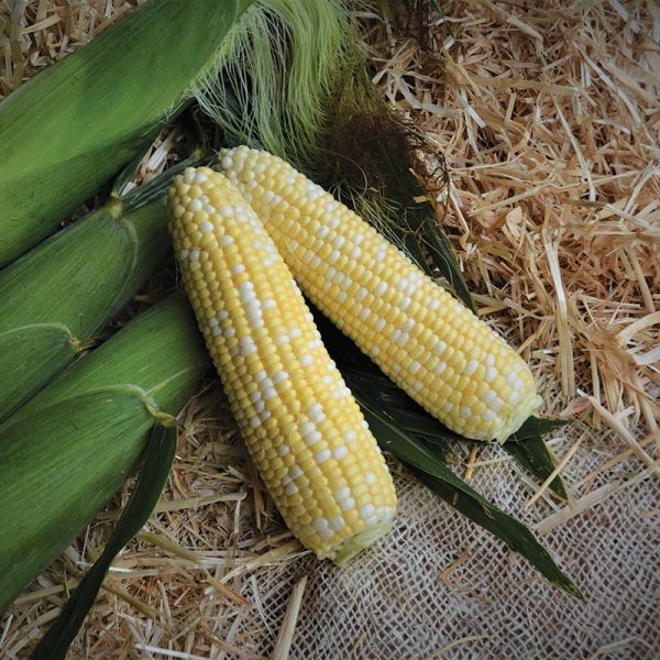 Sweet Corn Stamina MXR F1 Seed Online
