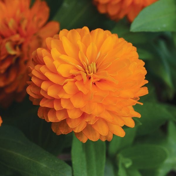 Zinnia Zahara Double Bright Orange Seed For Cheap - Image 2