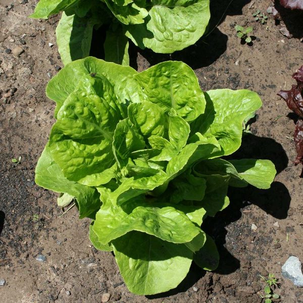 Lettuce Super Jericho MTO Seed Online Sale
