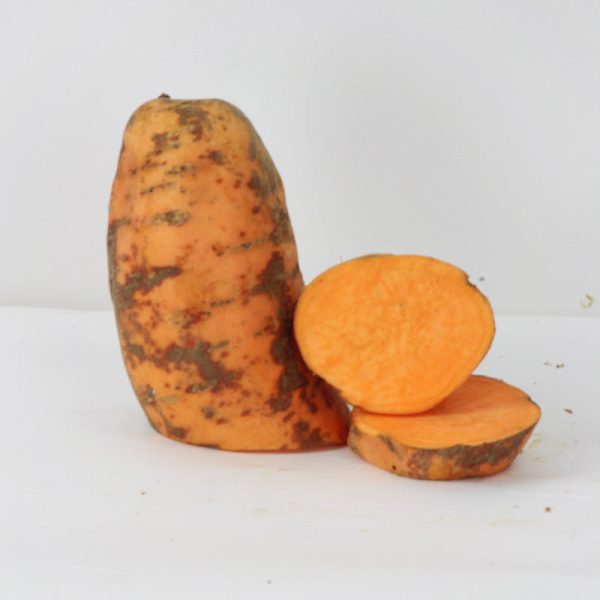 Sweet Potato Centennial For Discount - Image 3