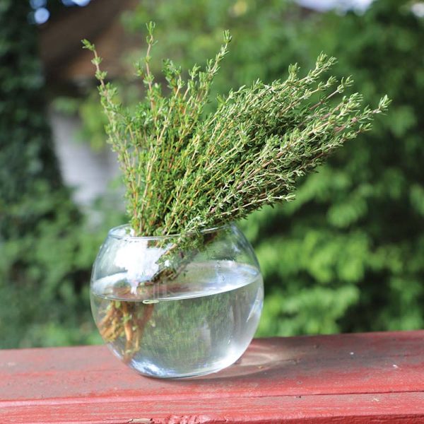 Thyme Ayelet Organic Seed Online Sale