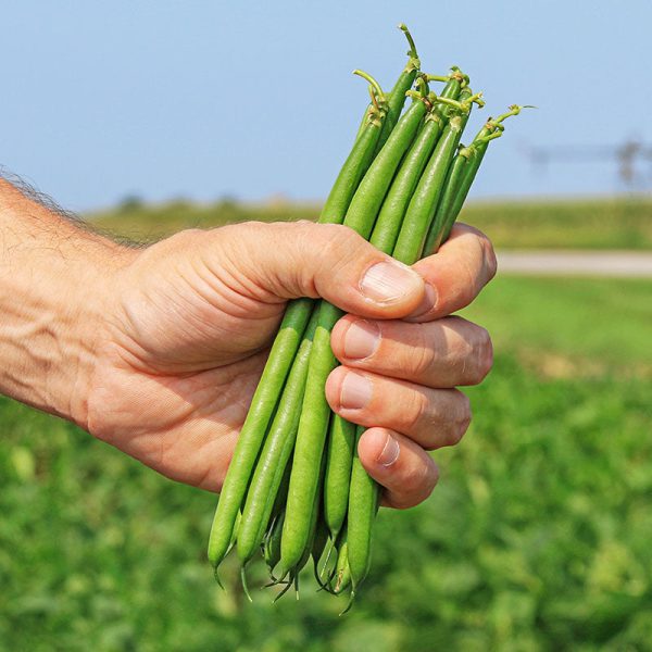 Bean Pike Seed Supply