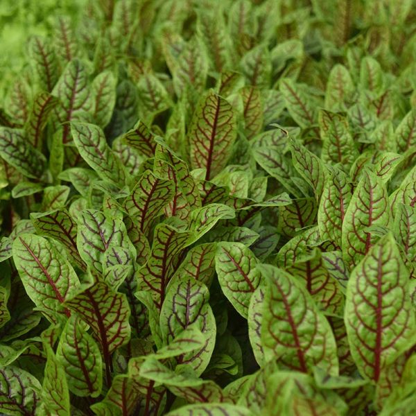 Sorrel Blood-Veined Seed Online now - Image 2