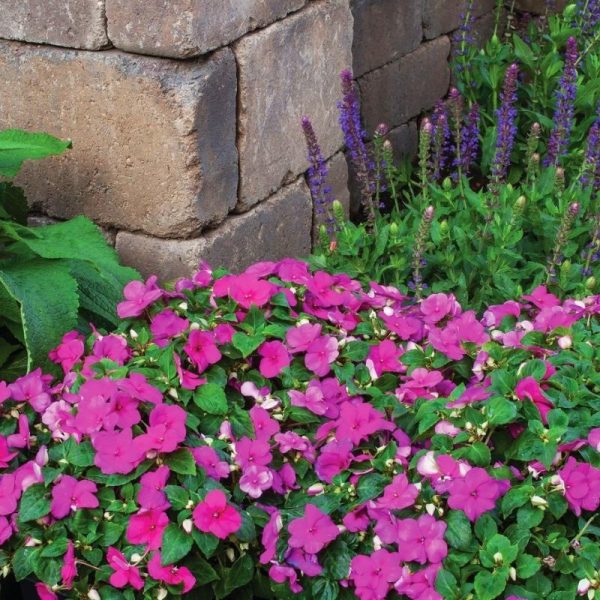 Impatiens Imara XDR Purple F1 Seed Discount - Image 3