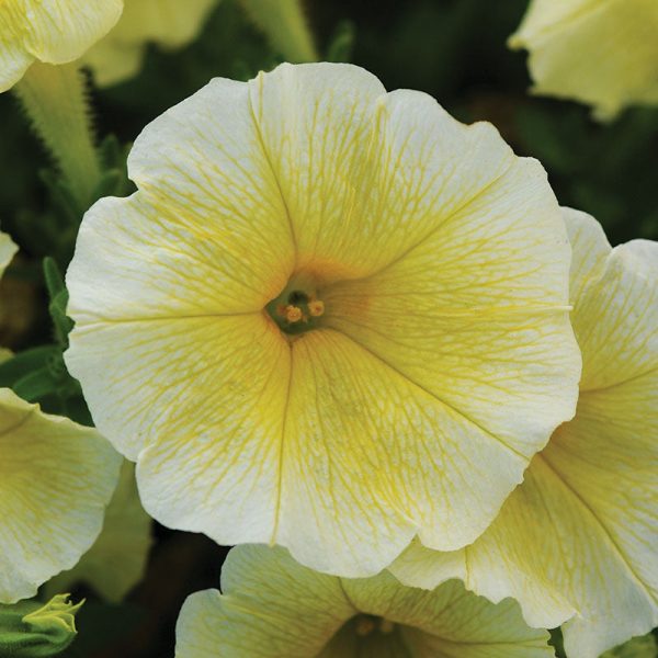 Petunia Easy Wave Primary Colors Collection F1 Seed Cheap - Image 2