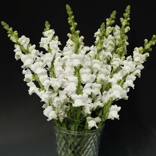 Snapdragon Rocket White F1 Seed Supply