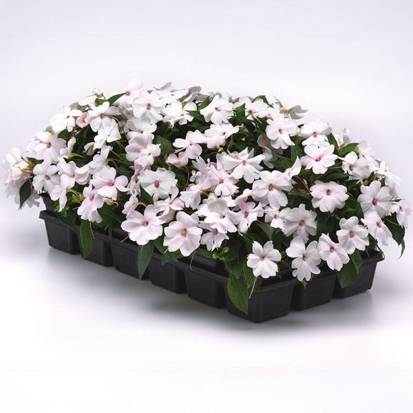Impatiens Solarscape White Shimmer F1 Seed Online Hot Sale - Image 4