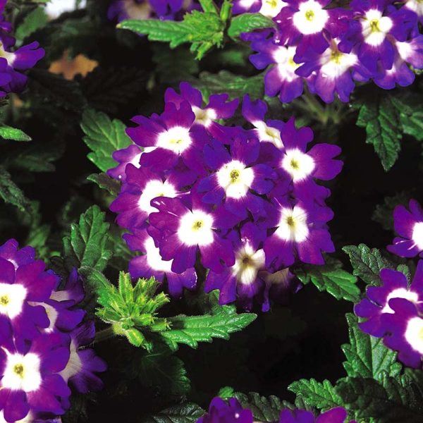 Verbena Obsession Eyed Mix Seed Fashion - Image 5