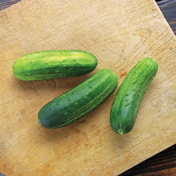 Cucumber Eureka F1 Seed on Sale