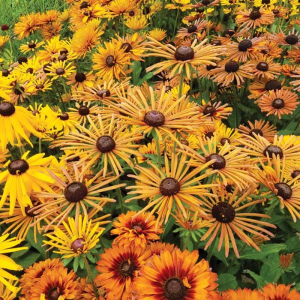 Rudbeckia Chim Chiminee Seed Sale
