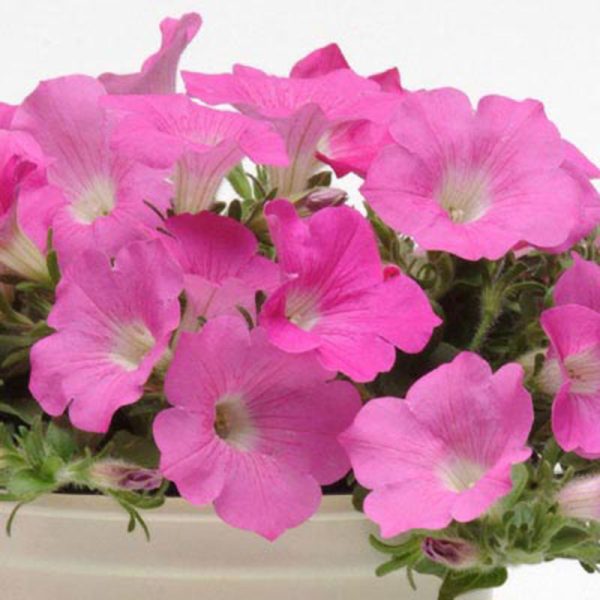 Petunia Wave Pink F1 Seed Supply