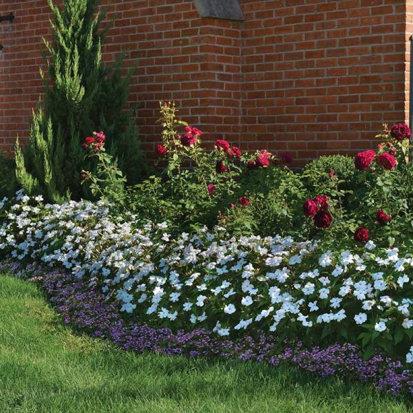 Impatiens Solarscape White Shimmer F1 Seed Online Hot Sale - Image 3