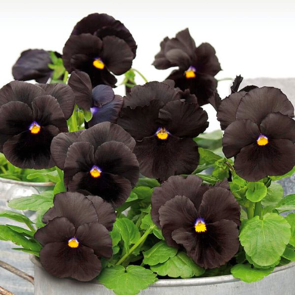 Pansy Atlas Black F1 Seed Discount