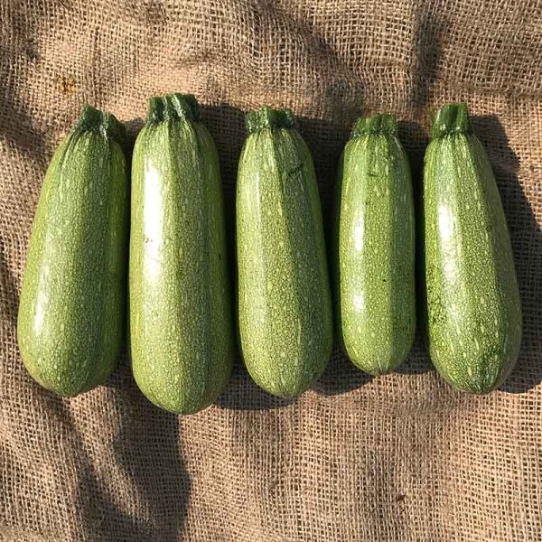 Squash Mexicana F1 Organic Seed For Discount - Image 3
