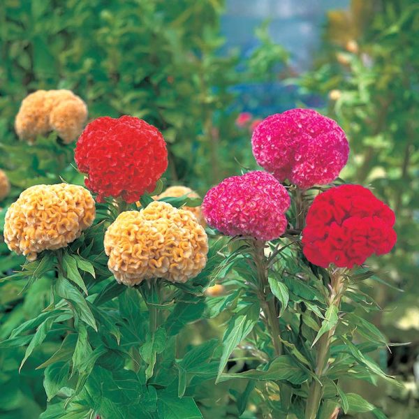 Celosia Kurume Mix Seed Discount