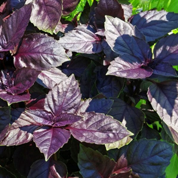 Basil Red Ruby Seed Hot on Sale - Image 3