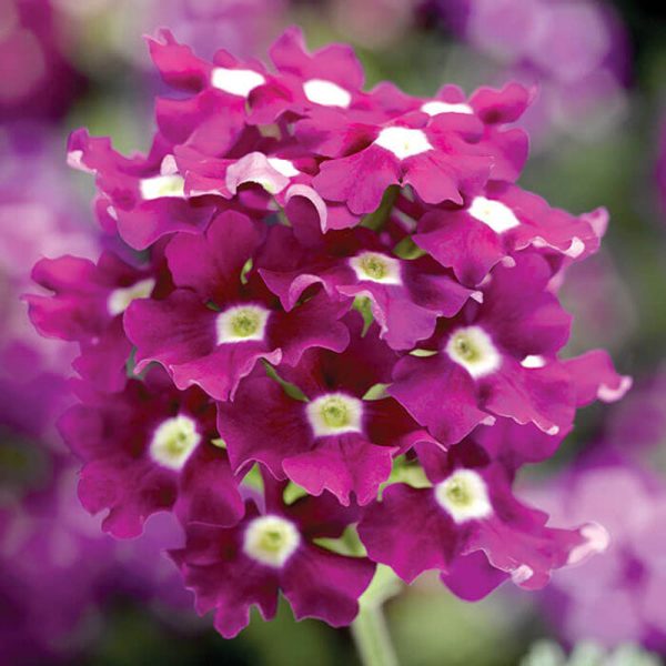 Verbena Obsession™ Cascade Purple Shades w Eye Seed Online Sale - Image 3