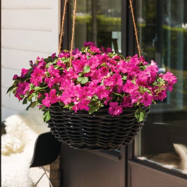 Impatiens Imara XDR Purple F1 Seed Discount - Image 2
