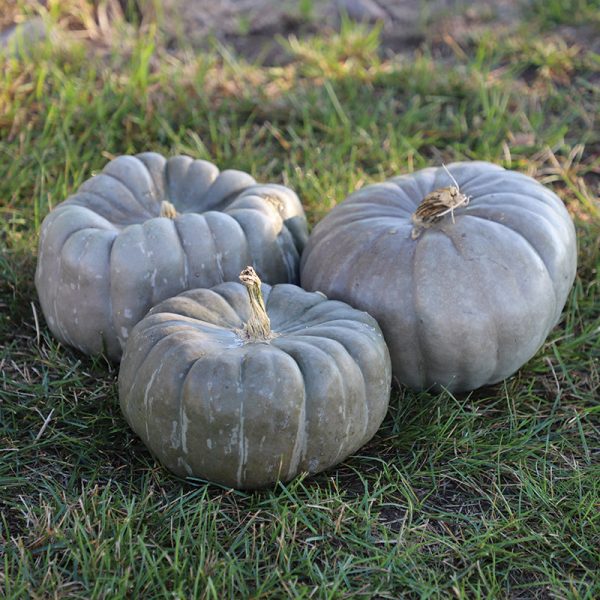 Pumpkin Jade Knight F1 Seed For Discount - Image 2