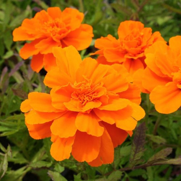 Marigold Durango Tangerine Seed Online