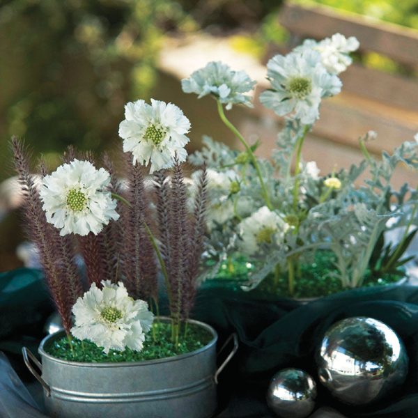 Scabiosa Fama White  Seed Online