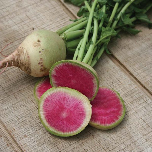 Radish Watermelon Seed Discount - Image 3