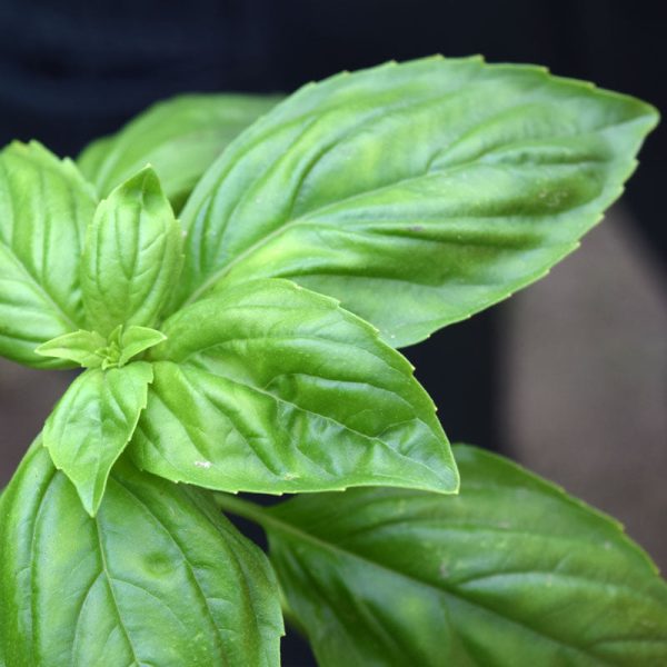 Basil Prospera Premium F1 Organic Seed Sale